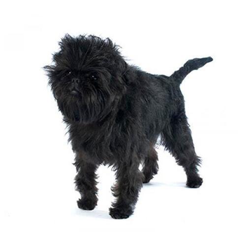 Hunderasse Affenpinscher