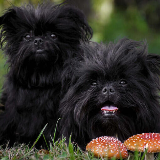 Zwei schwarze Affenpinscher blicken in die Kamera.