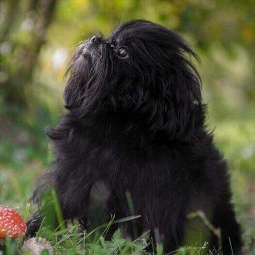 Affenpinscher im Wald