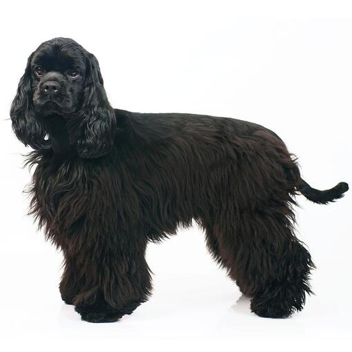 Hunderasse American Cocker Spaniel