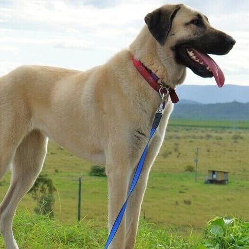 Anatolischer Schäferhund steht auf dem Feld
