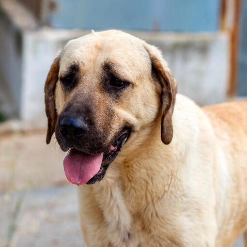 Anatolischer Schäferhund steht mit offenem Maul