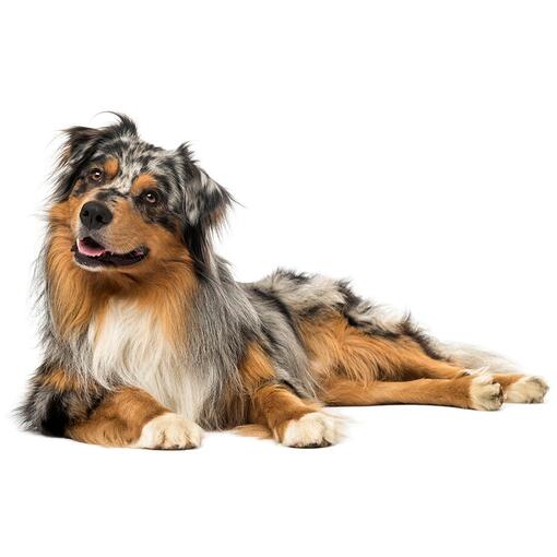 Australischer Schäferhund