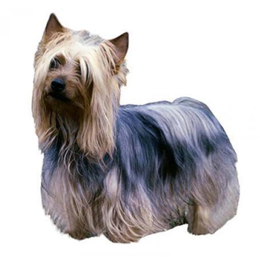 Hunderasse Australischer Silky Terrier