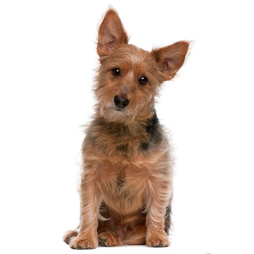 Hunderasse Australischer Terrier