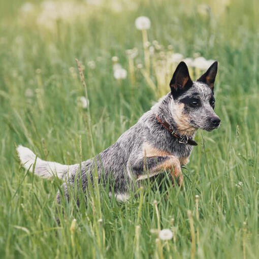 Australischer Rinderhund läuft auf dem Feld