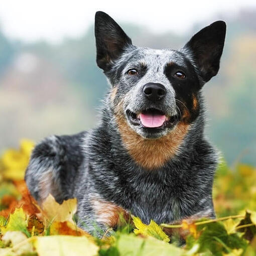 Australischer Rinderhund liegt mit Blättern auf dem Gras