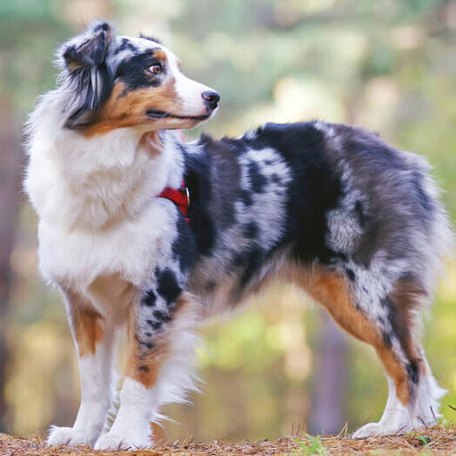 Australischer Schäferhund im Wald