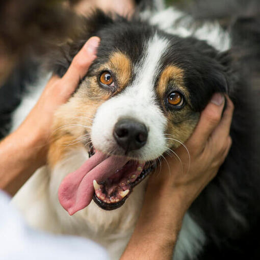 Australischer Schäferhund mit dem Besitzer
