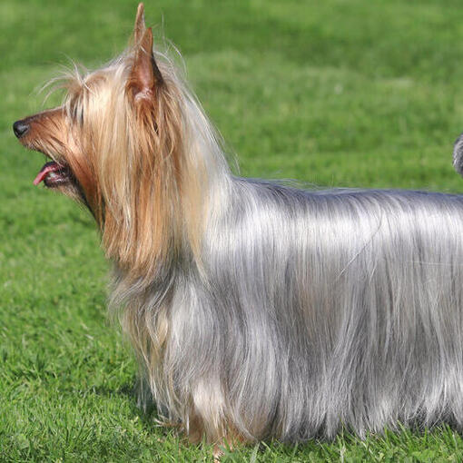 Australischer Silky Terrier steht auf dem Gras