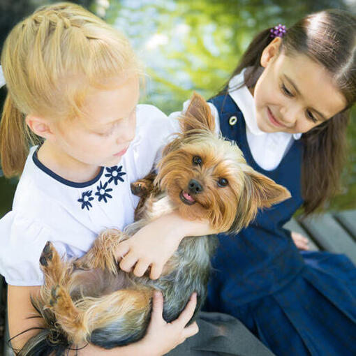 Australischer Silky Terrier mit Kindern