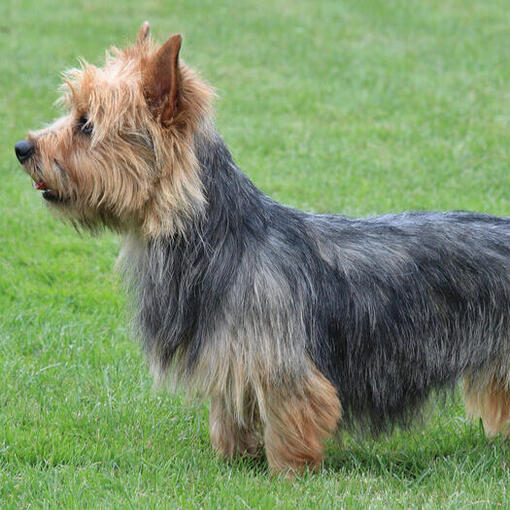 Australischer Terrier steht auf dem Gras