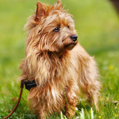 Australischer Terrier mit Ingwermantel auf dem Gras