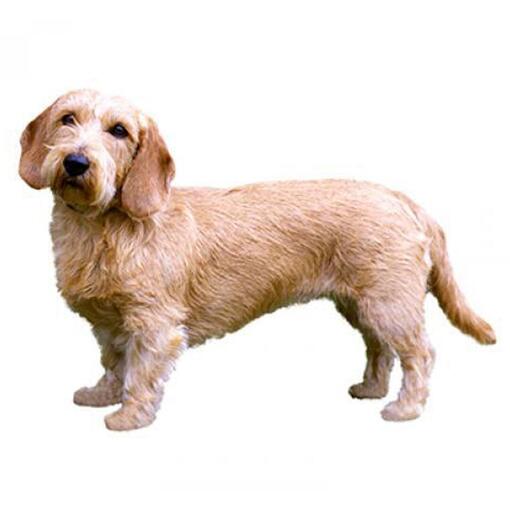 Hunderasse Basset Fauve de Bretagne