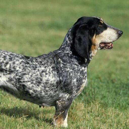 Basset Bleu De Gascogne im Feld