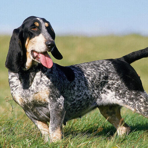 Basset Bleu De Gascogne steht auf dem Feld
