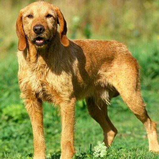 Basset Fauve De Bretagne im Feld