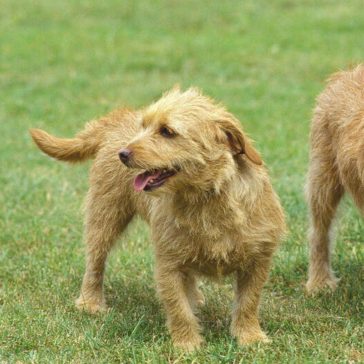 Zwei Bassets Fauve De Bretagne genießen den Spaziergang