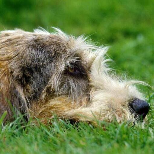 Grand Basset Griffon Vendeen liegt auf dem Boden