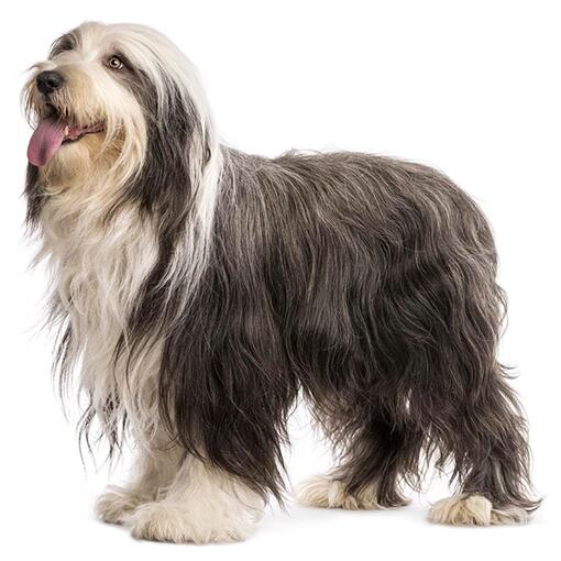 Hunderasse Bearded Collie
