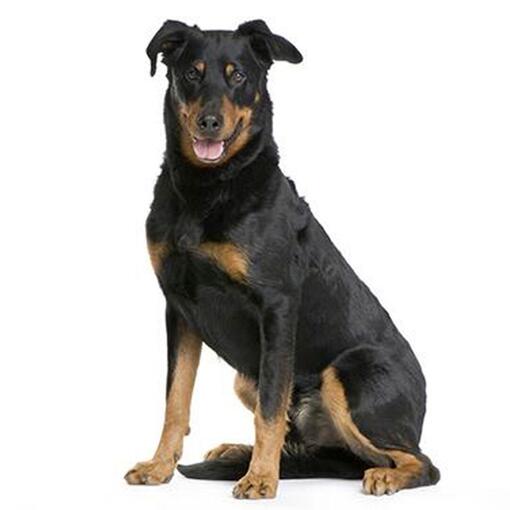 Beauceron-Hunderasse