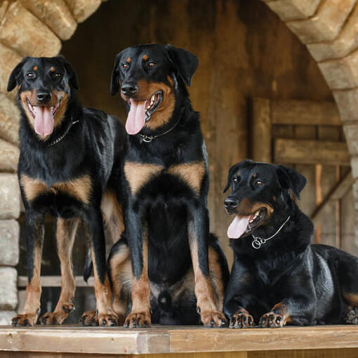 Drei Beaucerons stehend