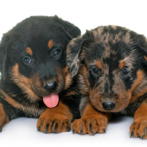 Zwei Beauceron-Welpen