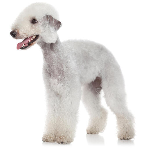Hunderasse Bedlington Terrier