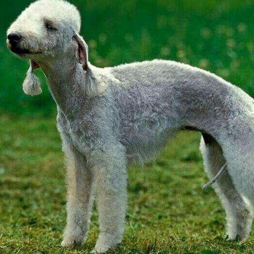 Hunderasse Bedlington Terrier