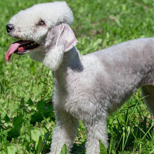 Hunderasse Bedlington Terrier