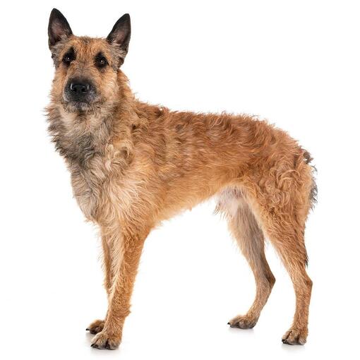 Belgischer Schäferhund Laekenois Hunderasse
