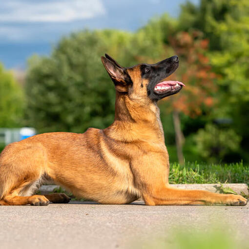 Belgischer Schäferhund Malinois schaut nach oben