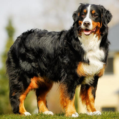 Rasse des Berner Sennenhundes