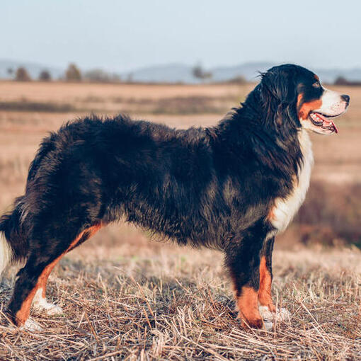 Rasse des Berner Sennenhundes