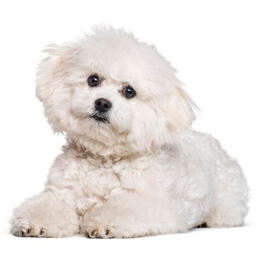 Hunderasse Bichon Frise