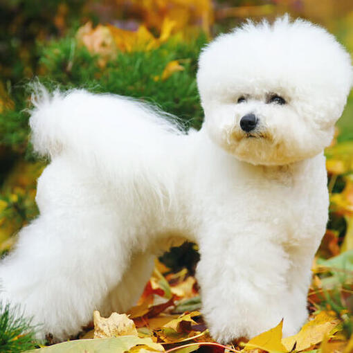 Bichon Frise in den Blättern