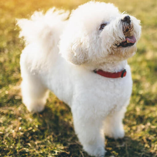 Bichon Frise schaut nach oben