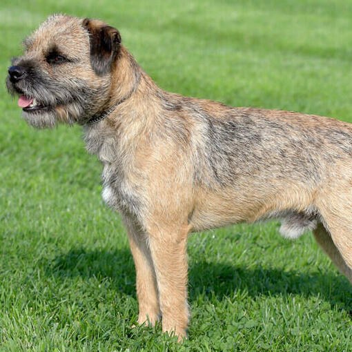 Border Terrier steht gerade auf dem Rasen