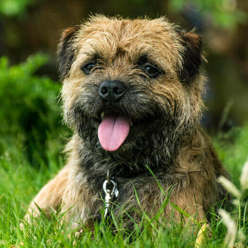 Border Terrier Welpe liegt im Gras