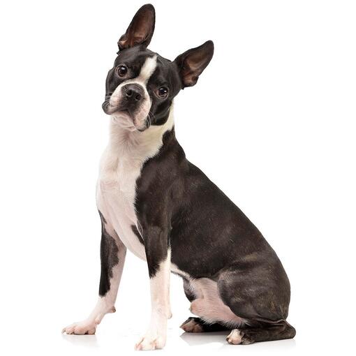 Hunderasse Boston Terrier