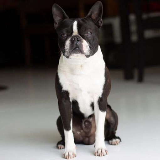 Boston Terrier sitzt in der Mitte des Raumes