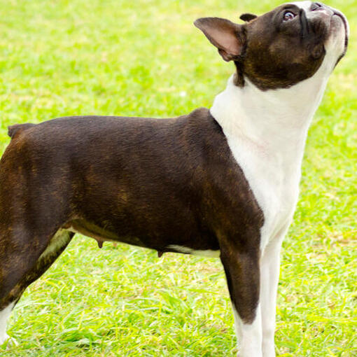 Boston Terrier schaut nach oben