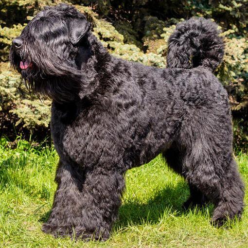 Bouvier Des Flandres steht auf dem Gras