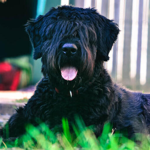 Bouvier Des Flandres liegt auf dem Boden