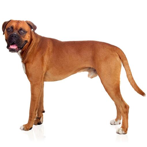 Boxer-Hunderasse