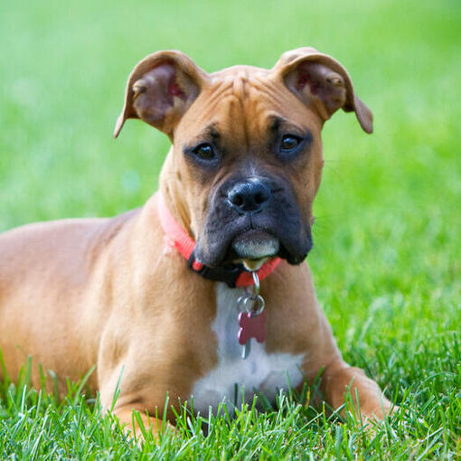 Junior-Boxer liegt im Gras