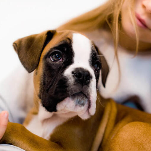 ein junges Mädchen, das einen Boxerwelpen hält