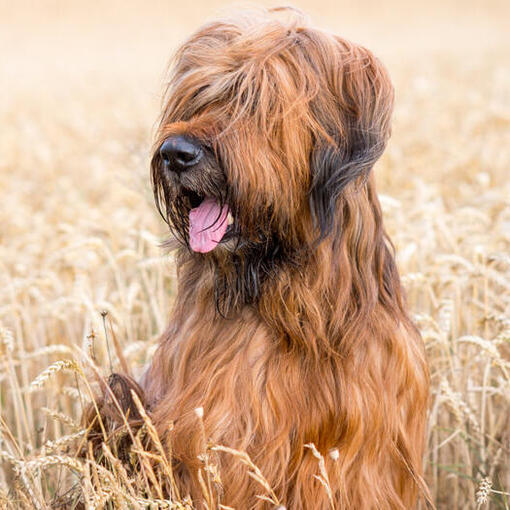 Briard sitzt auf dem Feld