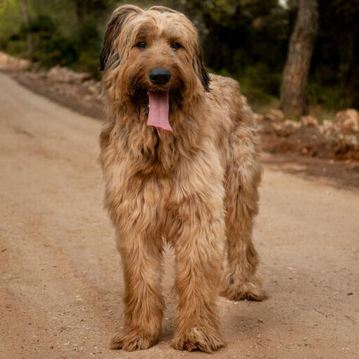 Briard steht auf der Straße