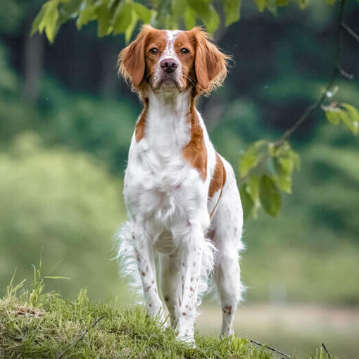 Bretagne geht im Wald spazieren